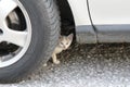 Little kitten sitting under the car, between the wheels, the tire of the car Royalty Free Stock Photo