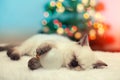 Little kitten sleeping against christmas tree