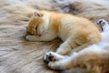 Little kitten sleeping on a brown fur carpet, golden British Shorthair cat, pure pedigree. Beautiful and cute. Sleep well on the Royalty Free Stock Photo