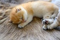 Little kitten sleeping on a brown fur carpet, golden British Shorthair cat, pure pedigree. Beautiful and cute. Sleep well on the Royalty Free Stock Photo