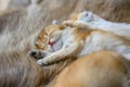 Little kitten sleeping on a brown fur carpet, golden British Shorthair cat, pure pedigree. Beautiful and cute. Sleep well on the Royalty Free Stock Photo