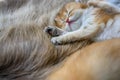 Little kitten sleeping on a brown fur carpet, golden British Shorthair cat, pure pedigree. Beautiful and cute. Sleep well on the Royalty Free Stock Photo