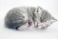 Little kitten sleeping. Grey tabby kitten.