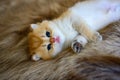 Little kitten is sleepy on a brown fur carpet, golden British Shorthair cat, pure pedigree. Beautiful and cute. Lie comfortably on Royalty Free Stock Photo