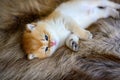 Little kitten is sleepy on a brown fur carpet, golden British Shorthair cat, pure pedigree. Beautiful and cute. Sleep well on the