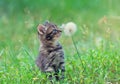 Little kitten sniffing dandelion Royalty Free Stock Photo