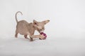 Little kitten Sphynx - hairless cat. Kitten with a balloon on a white background Royalty Free Stock Photo
