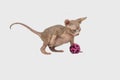 Little kitten Sphynx - hairless cat. Kitten with a balloon on a white background Royalty Free Stock Photo