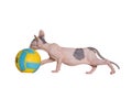 Little kitten Sphynx - hairless cat. Kitten with a balloon on a white background Royalty Free Stock Photo