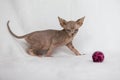 Little kitten Sphynx - hairless cat. Kitten with a balloon on a white background Royalty Free Stock Photo