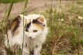 Little kitten spotted sitting in the grass Royalty Free Stock Photo