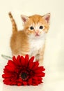 Little kitten standing behind a red flower