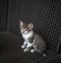 Little kitten striped white coloring with blue eyes sitting on a wicker chair Royalty Free Stock Photo