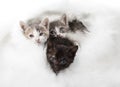 Little kitten Royalty Free Stock Photo