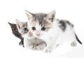 Little kitten Royalty Free Stock Photo
