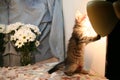 Kitten and lantern, mirror, flowers.