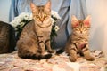 Kitten and her mom a cat, a mirror, flowers.