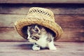 Little kitten under the hat