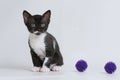 Little kitten Ural Rex sits and looks at the toys isolated on a white background. Color: black bicolor