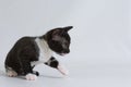 Little kitten Ural Rex sneaks behind the toy, on a white background. Color: black bicolor