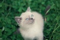 Kitten walking on clover lawn Royalty Free Stock Photo