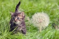 Little kitten walking on the grass Royalty Free Stock Photo