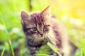 Little kitten walking on the grass Royalty Free Stock Photo