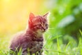 Little kitten walking in a grass