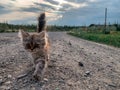 Little kitten walks along the road in the village