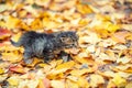 Little kitten walks on fallen leaves Royalty Free Stock Photo