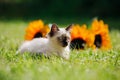 A little kitten walks in nature, runs on the grass. The cat plays on the lawn in the open air. The pet on the background of green Royalty Free Stock Photo