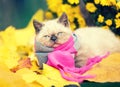 Little kitten wearing pink gray knitting scarf