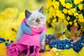 Little kitten wearing pink gray knitting scarf