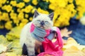 Little kitten wearing pink gray knitting scarf