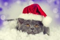 Little kitten wearing Santa Claus hat Royalty Free Stock Photo