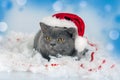 Little kitten wearing Santa Claus hat Royalty Free Stock Photo