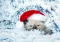 Little kitten wearing Santa hat Royalty Free Stock Photo