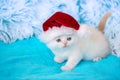 Little kitten wearing Santa Claus hat Royalty Free Stock Photo