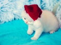 Little kitten wearing Santa Claus hat Royalty Free Stock Photo