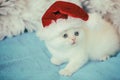 Little kitten wearing Santa Claus hat Royalty Free Stock Photo