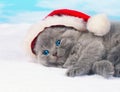 Little kitten wearing a Santa's hat Royalty Free Stock Photo