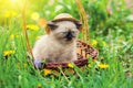 Little kitten wearing straw hat Royalty Free Stock Photo