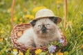 Little kitten wearing straw hat lying in a basket Royalty Free Stock Photo