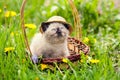 Little kitten wearing straw hat Royalty Free Stock Photo