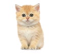 Little kitten on white background Royalty Free Stock Photo