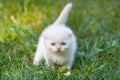 Little kitten Royalty Free Stock Photo
