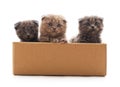 Little kittens in the box Royalty Free Stock Photo