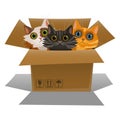 Little kittens in a cardboard box. Three cats Royalty Free Stock Photo