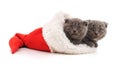 Little kittens in a Christmas hat. Royalty Free Stock Photo