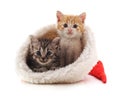 Little kittens in a Christmas hat Royalty Free Stock Photo